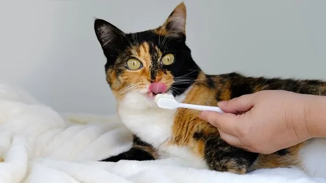 Gingivitis felina