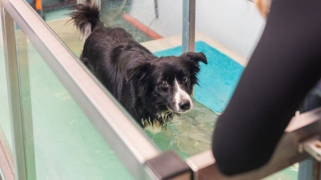 perro recibiendo tratamiento de hidroterapia
