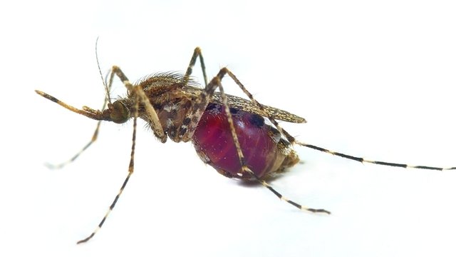 flebótomo, mosquito de la leishmania