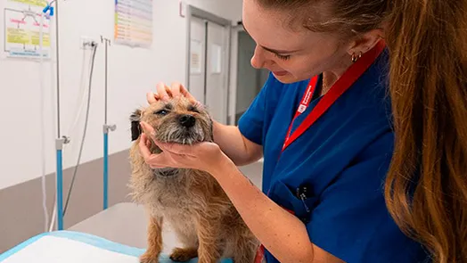 Medicina interna en pequeños animales