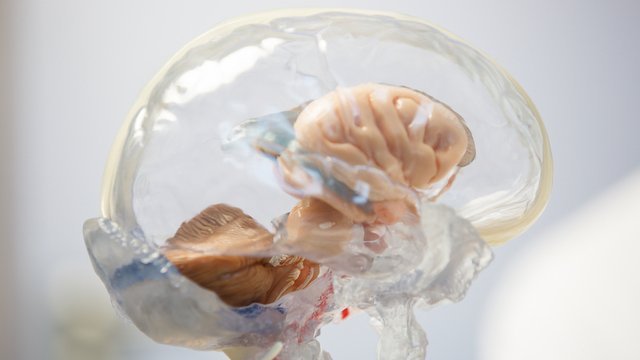 modelo 3D de cerebro humano y médula espinal