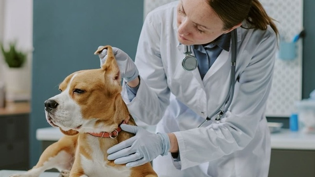 veterinaria atendiendo a una mascota en una clínica
