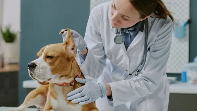 veterinaria atendiendo a una mascota en una clínica