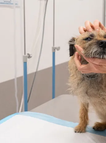 Odontología - Hospital Clínico Veterinario
