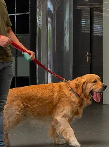 hospital veterinario