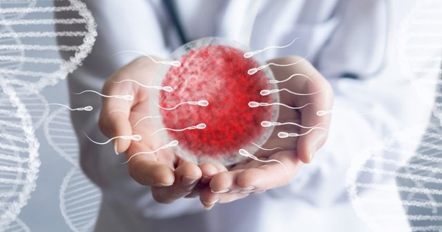 imagen digital de un óvulo