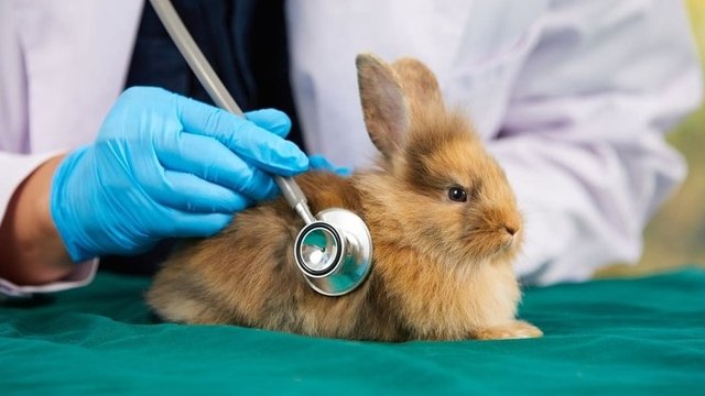 conejo siendo examinado por un veterinario
