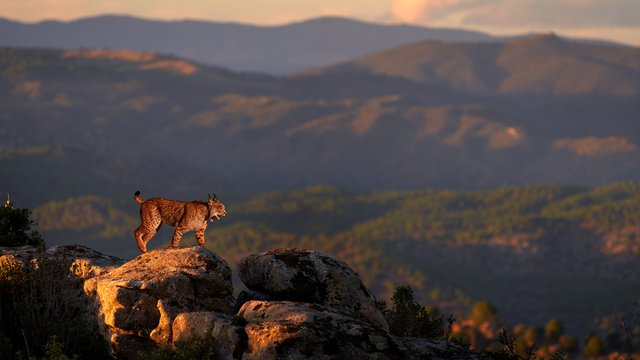 proteger-animales-amenazados