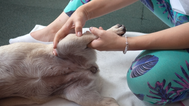 que-es-fisioterapia-veterinaria