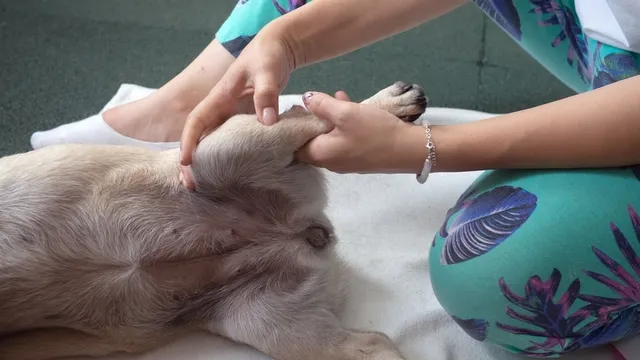 que-es-fisioterapia-veterinaria