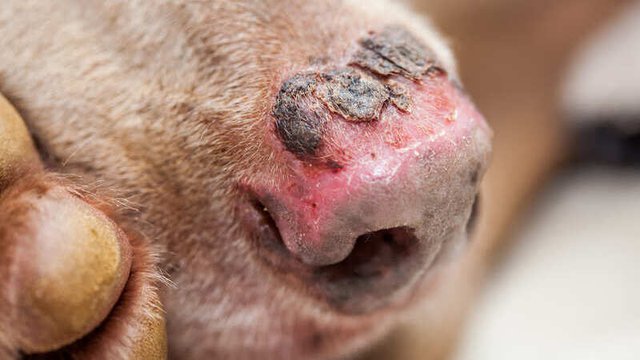 quemadura en perros