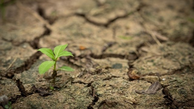 planta joven que brota en suelo seco y agrietado