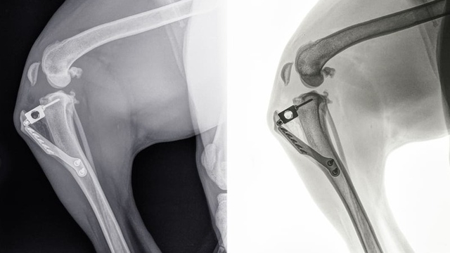 radiograf&iacute;a de una rotura de ligamento cruzado en perro