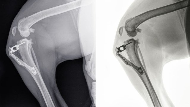 radiografía de una rotura de ligamento cruzado en perro