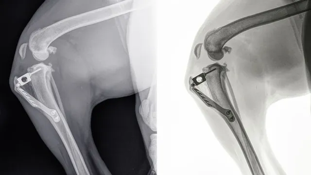 radiografía de una rotura de ligamento cruzado en perro