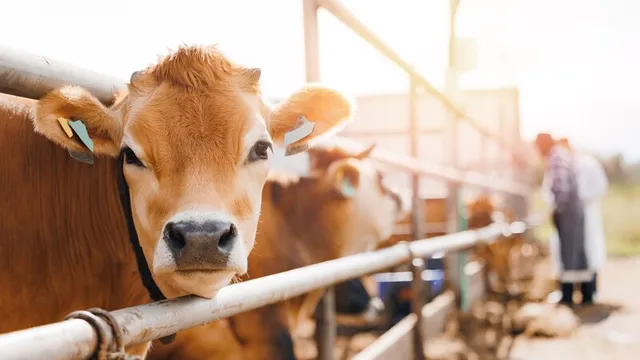 What is biotechnology in animals?