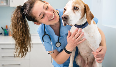 salidas-veterinaria