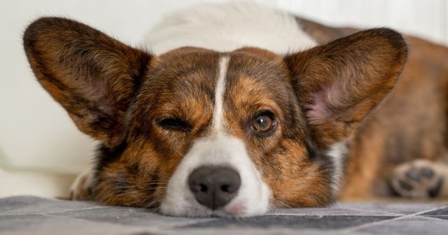 perro con un problema ocular
