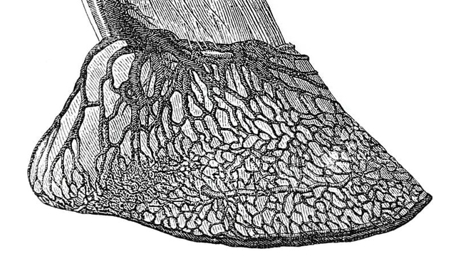 laminitis equina