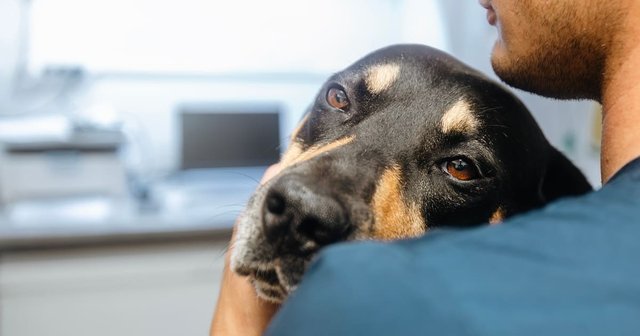 perro con síndrome de cushing en el veterinario