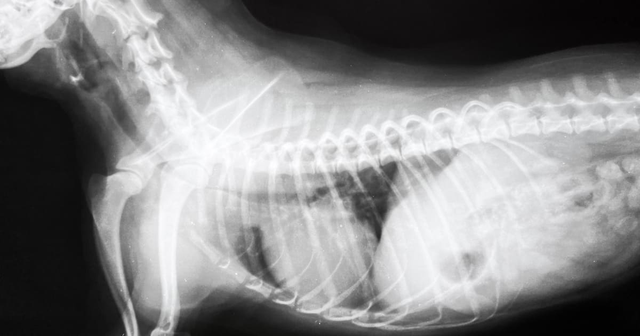radiografía de un soplo cardíaco en un perro