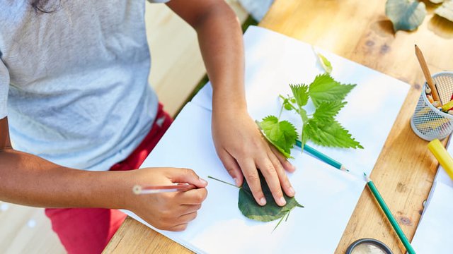 estudiante dibuja con un lápiz la silueta de la hoja de una planta en una libreta