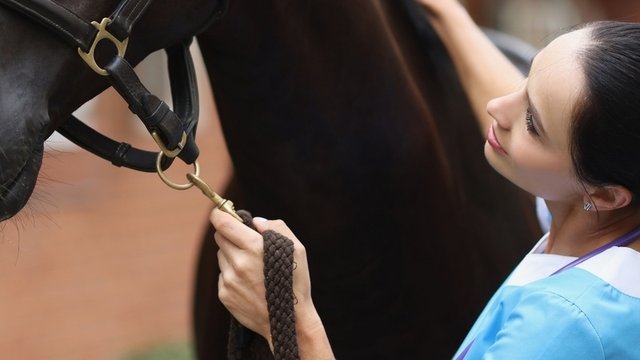 veterinaria equina asistiendo a un caballo