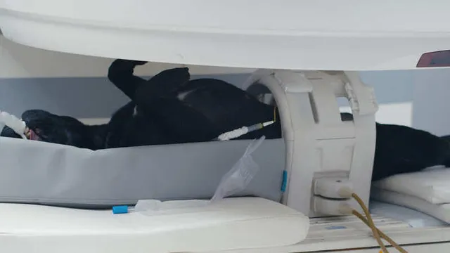 tomografía computarizada en un perro