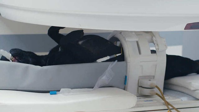 tomografía computarizada en un perro