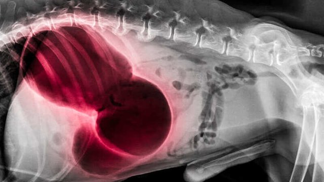radiografía de una torsión gástrica en un perro