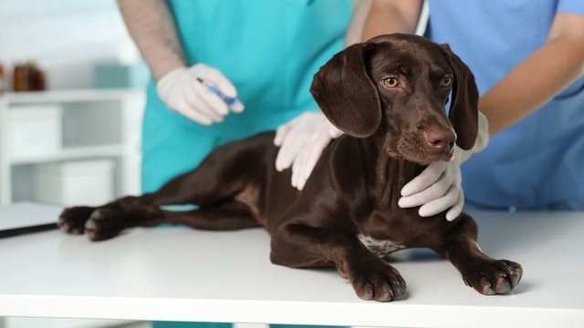 veterinario inyectando la vacuna de la rabia a un perro