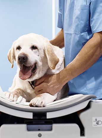 Grado en Veterinaria