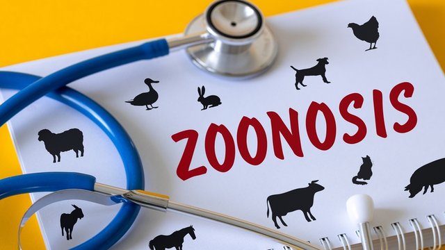 zoonosis